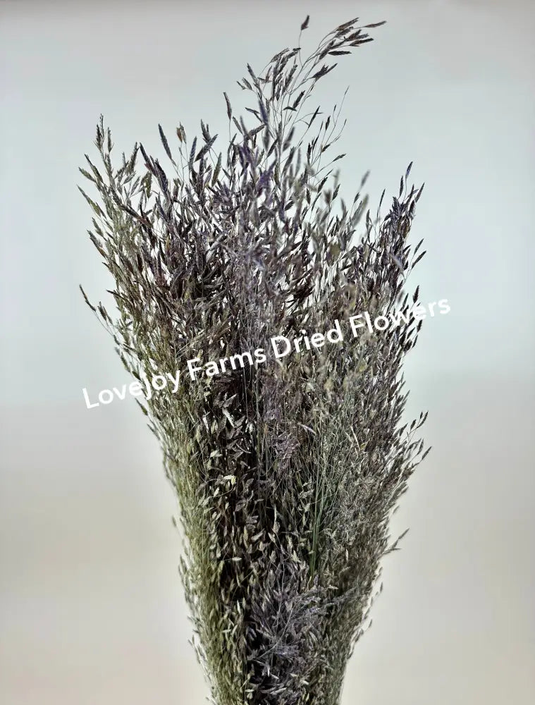Dried Ruby Silk Grass Dried Grasses - Ornamental