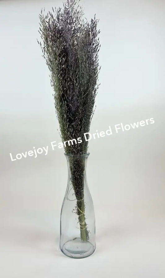 Dried Ruby Silk Grass Dried Grasses - Ornamental