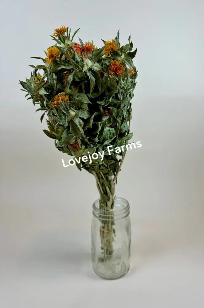 Dried Safflower - Autumn Dried Flowers