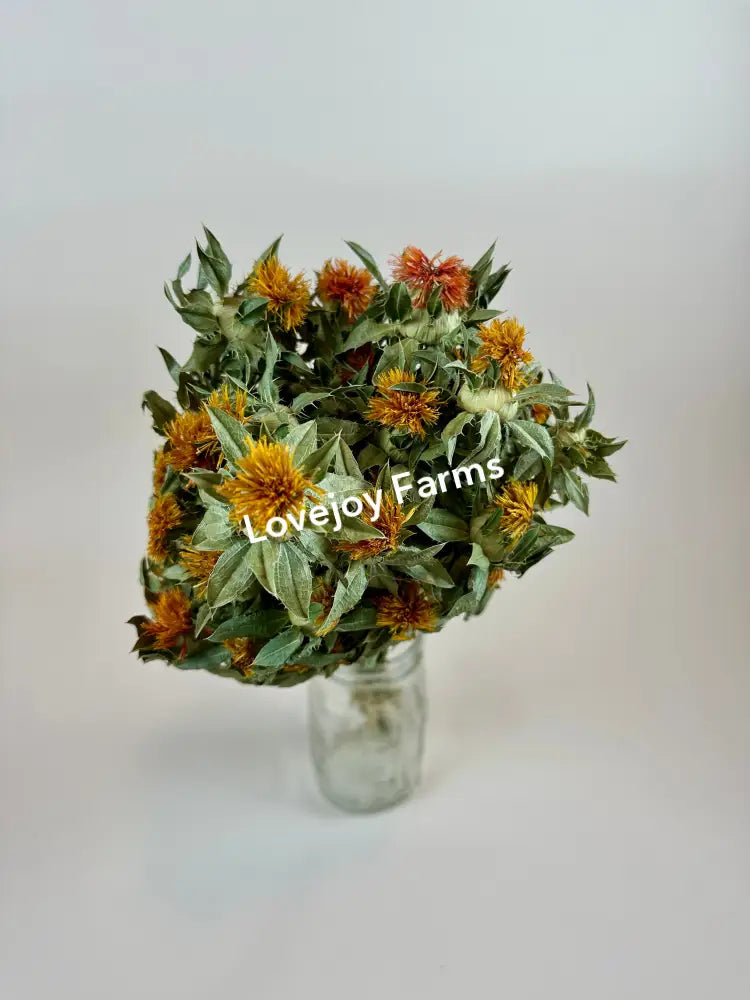 Dried Safflower - Autumn Dried Flowers