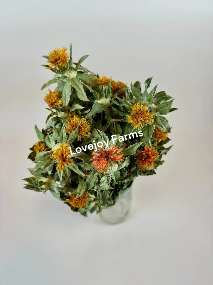 Dried Safflower - Autumn Dried Flowers