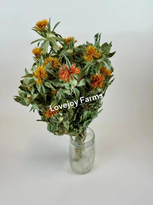 Dried Safflower - Autumn Dried Flowers