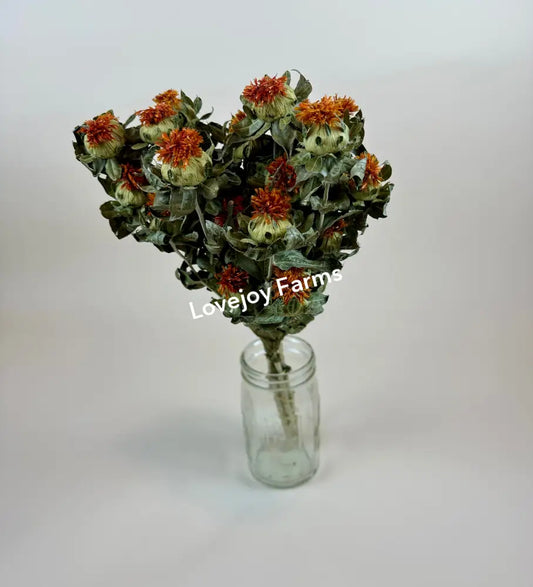 Dried Safflower – Orange Dried Flowers