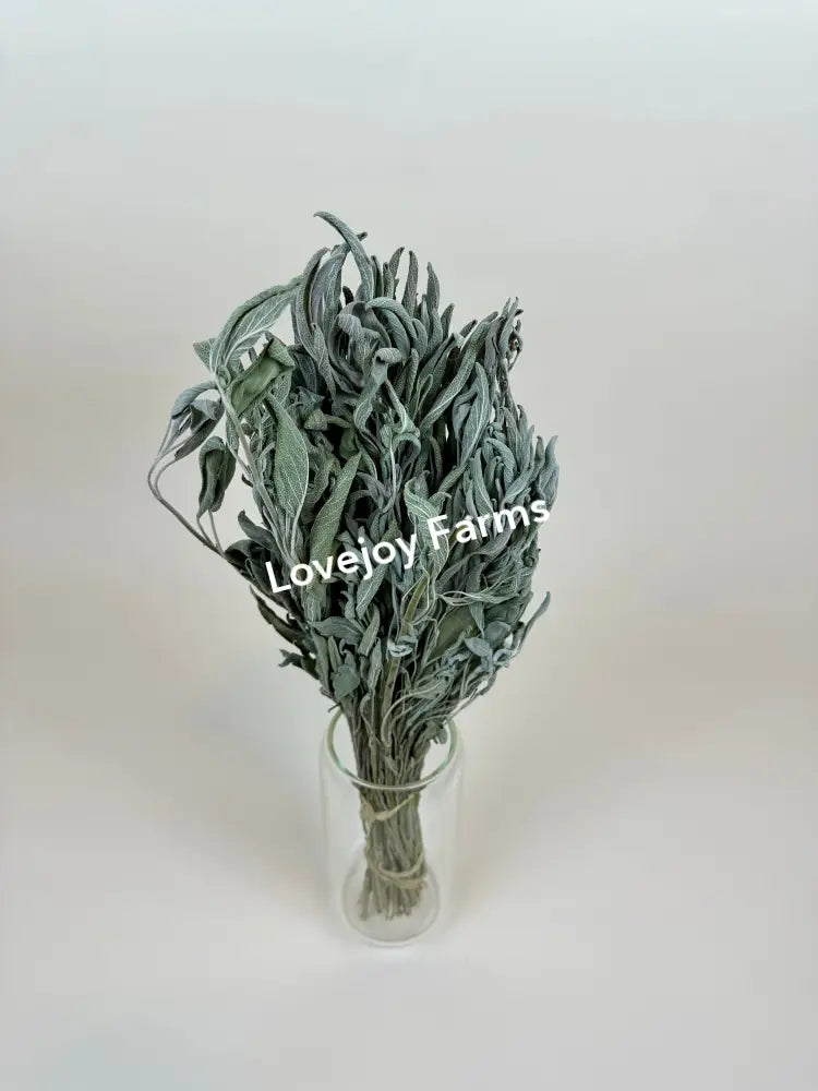 Dried Sage Dried Flowers