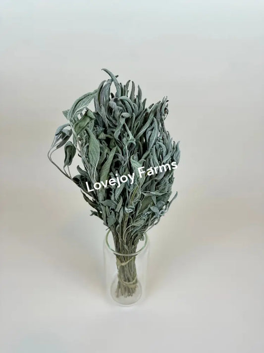 Dried Sage Dried Flowers