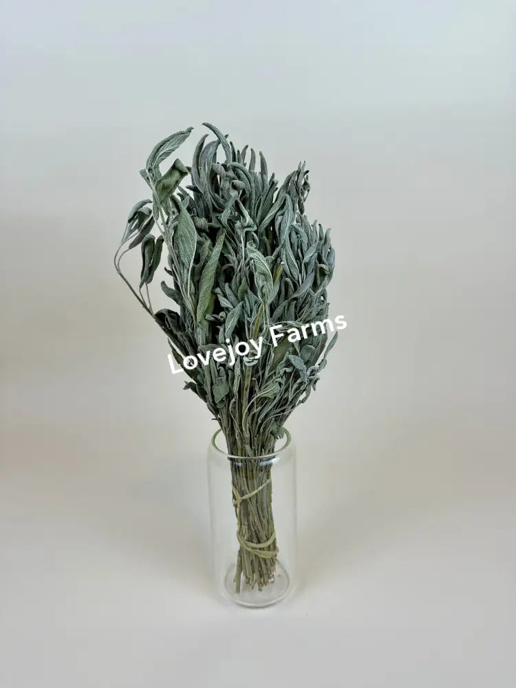 Dried Sage Dried Flowers