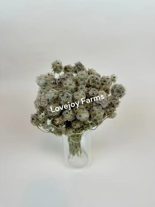 Dried Scabiosa (Round Pods) Dried Flowers