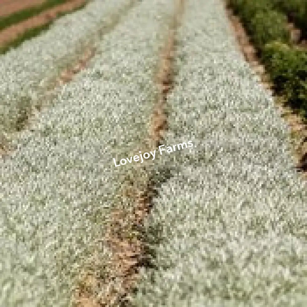 Dried Silver King Artemesia Dried Flowers