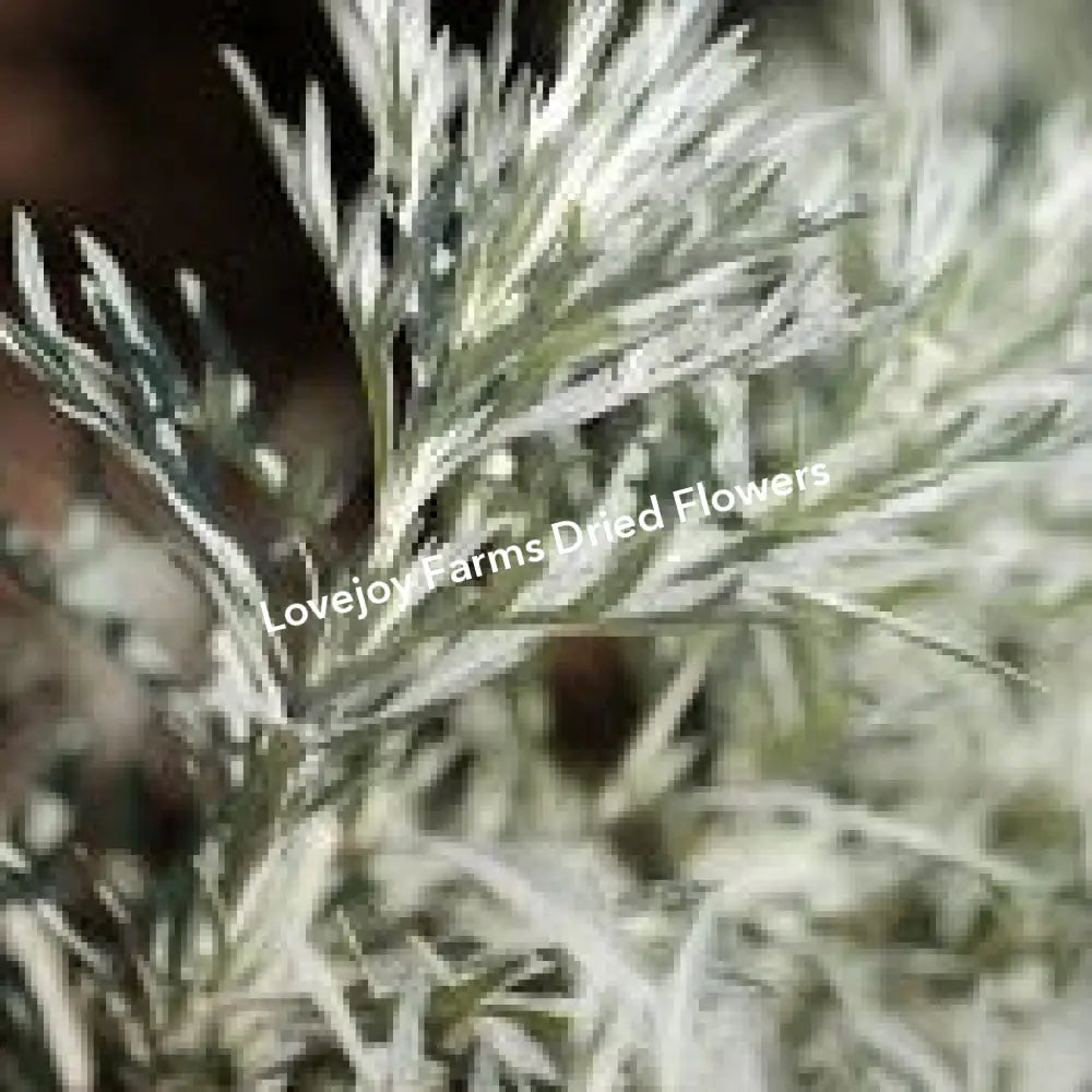 Dried Silver King Artemesia Dried Flowers