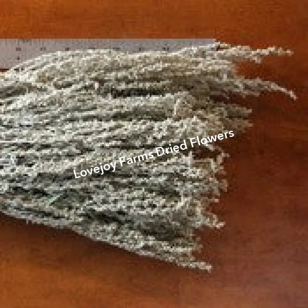 Dried Silver King Artemesia Dried Flowers