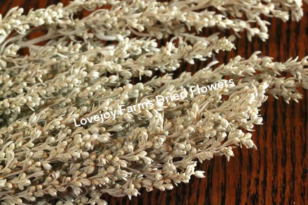 Dried Silver King Artemesia Dried Flowers