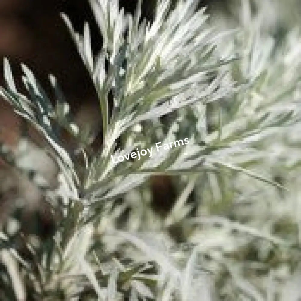 Dried Silver King Artemesia Dried Flowers