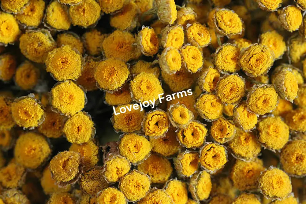 Dried Tansy Dried Flowers