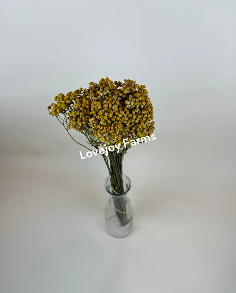 Dried Tansy Dried Flowers