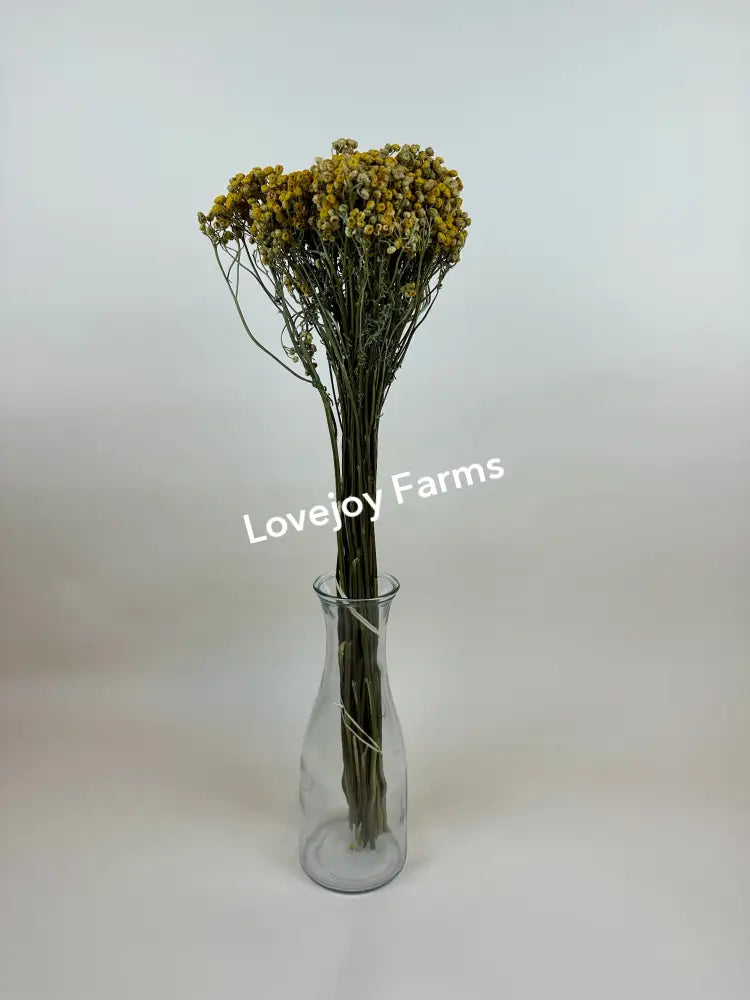 Dried Tansy Dried Flowers