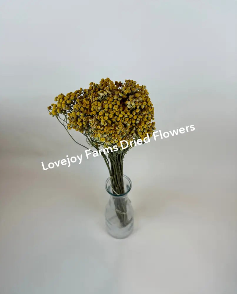 Dried Tansy Dried Flowers