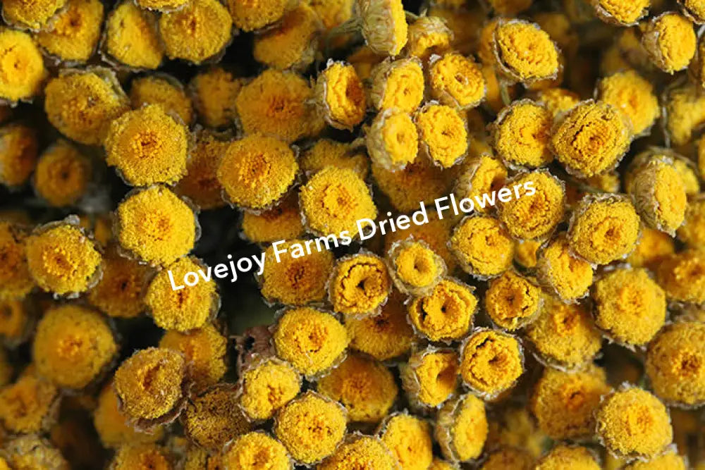 Dried Tansy Dried Flowers