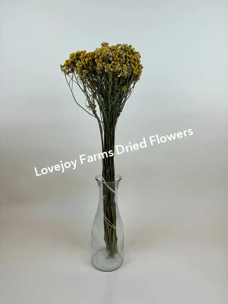 Dried Tansy Dried Flowers