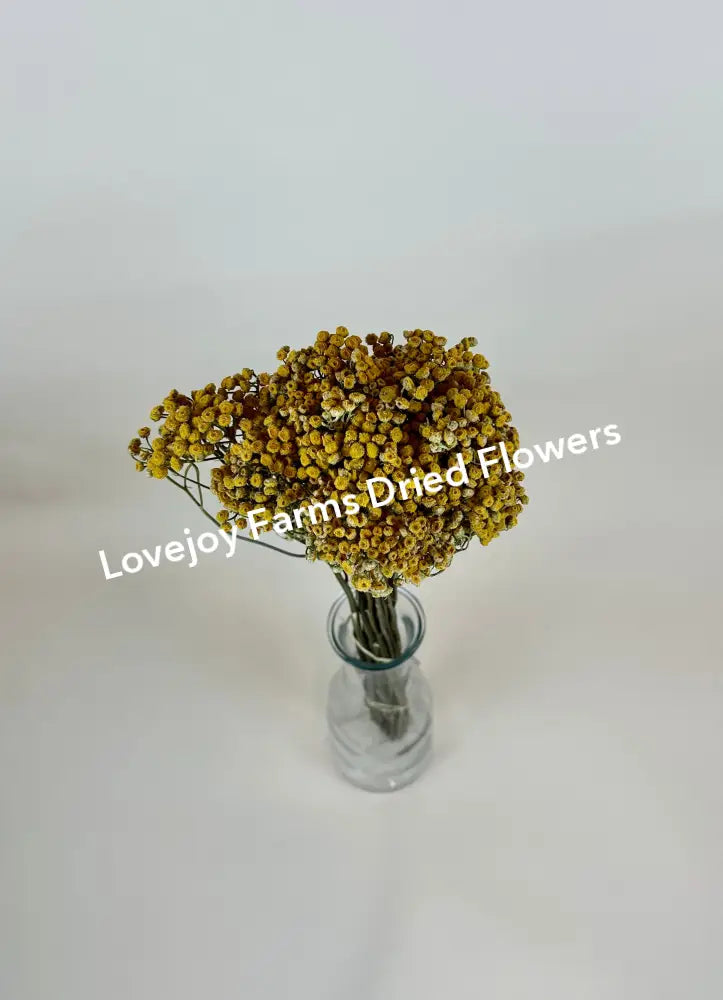 Dried Tansy Dried Flowers