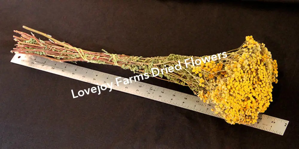 Dried Tansy Dried Flowers