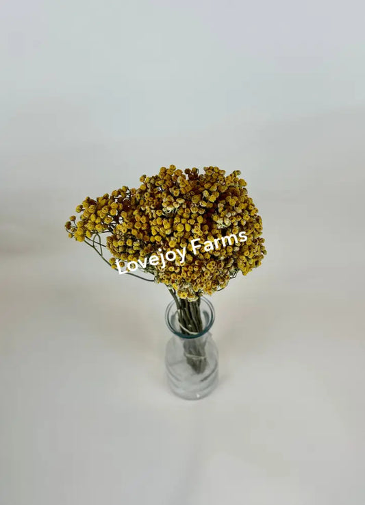 Dried Tansy Dried Flowers
