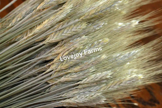 Dried Triticale (Bearded) Dried Grains - Ornamental