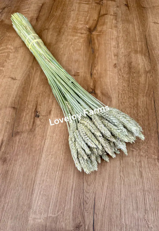Dried Triticale (Beardless) Dried Grains - Ornamental