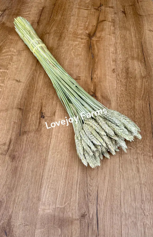 Dried Triticale (Beardless) Dried Grains - Ornamental