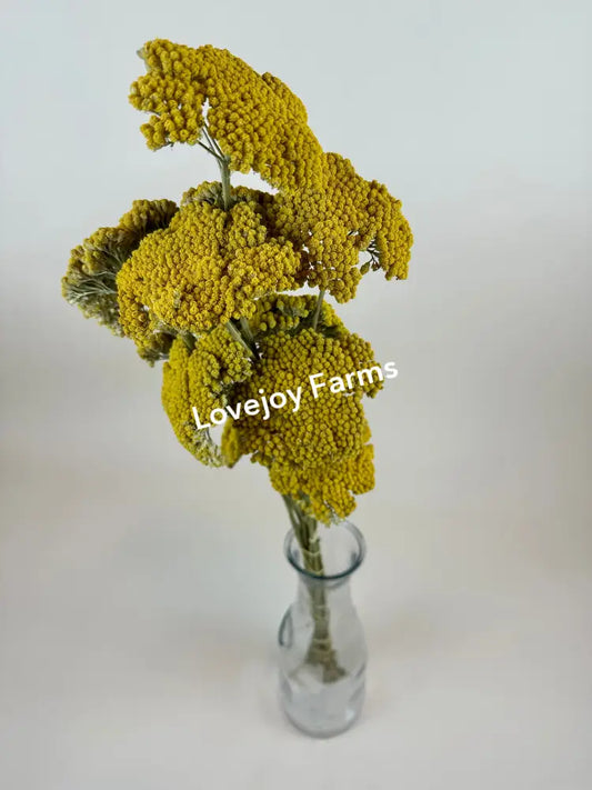 Dried Yarrow from Lovejoy Farms, with 12 stems, stands elegantly in a clear glass vase against a light background. The clusters of small, tightly packed flowers offer a textured and vibrant appearance, showcasing their radiant charm.