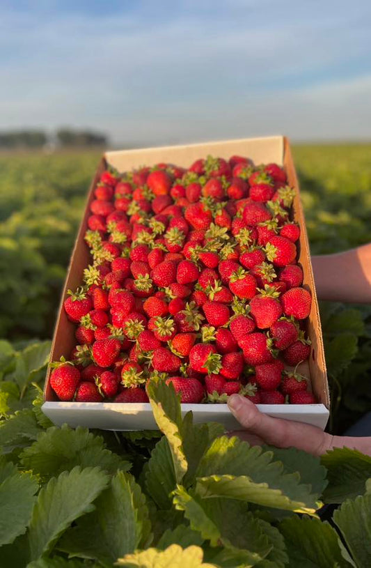 Strawberries - 6 lb Box
